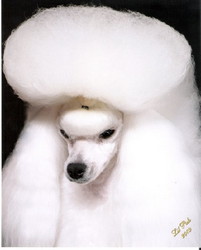 Ch. Zamora's Lizette