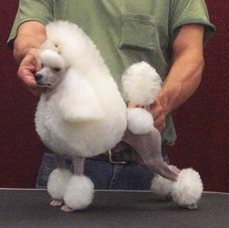 Zamora's Run for the Roses