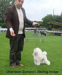 Ch. Zamora's Sterling Image