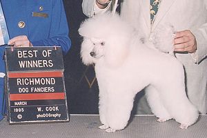 Ch. Zamora's Wild Frontier