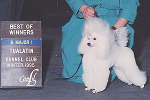 Ch. Zamora's Marjonlie Starlet