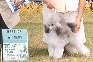 Ch. Zamora's Silver Flash