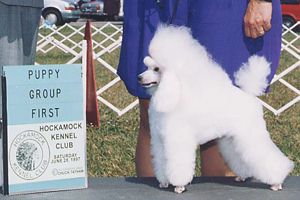 Ch. Zamora's Lasting Impression