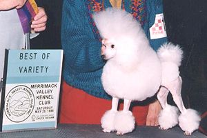 Ch. Zamora's Sharp and Sassy