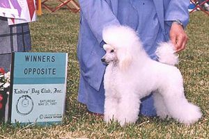 Ch. Zamora's Grand Finale