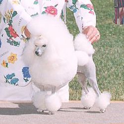 Ch. Zamora's Chelsea