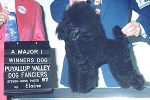 Ch. Foxmore Ricochet