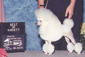 Am. and Japanese Ch. Zamora's Snow Angel