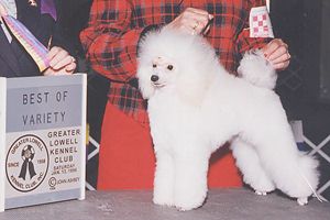 Ch. Zamora's High Flyer