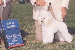 Ch. Zamora's Hot Shot